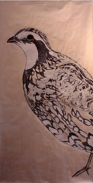 Northern Bobwhite