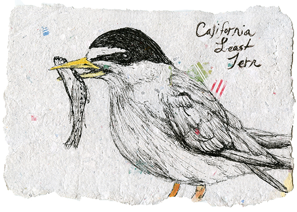 Least Tern