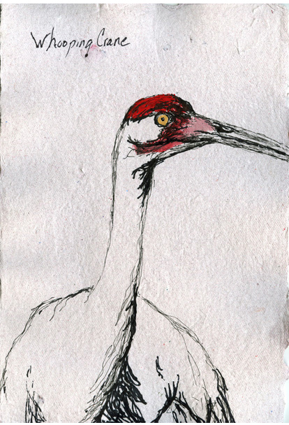 Whooping Crane