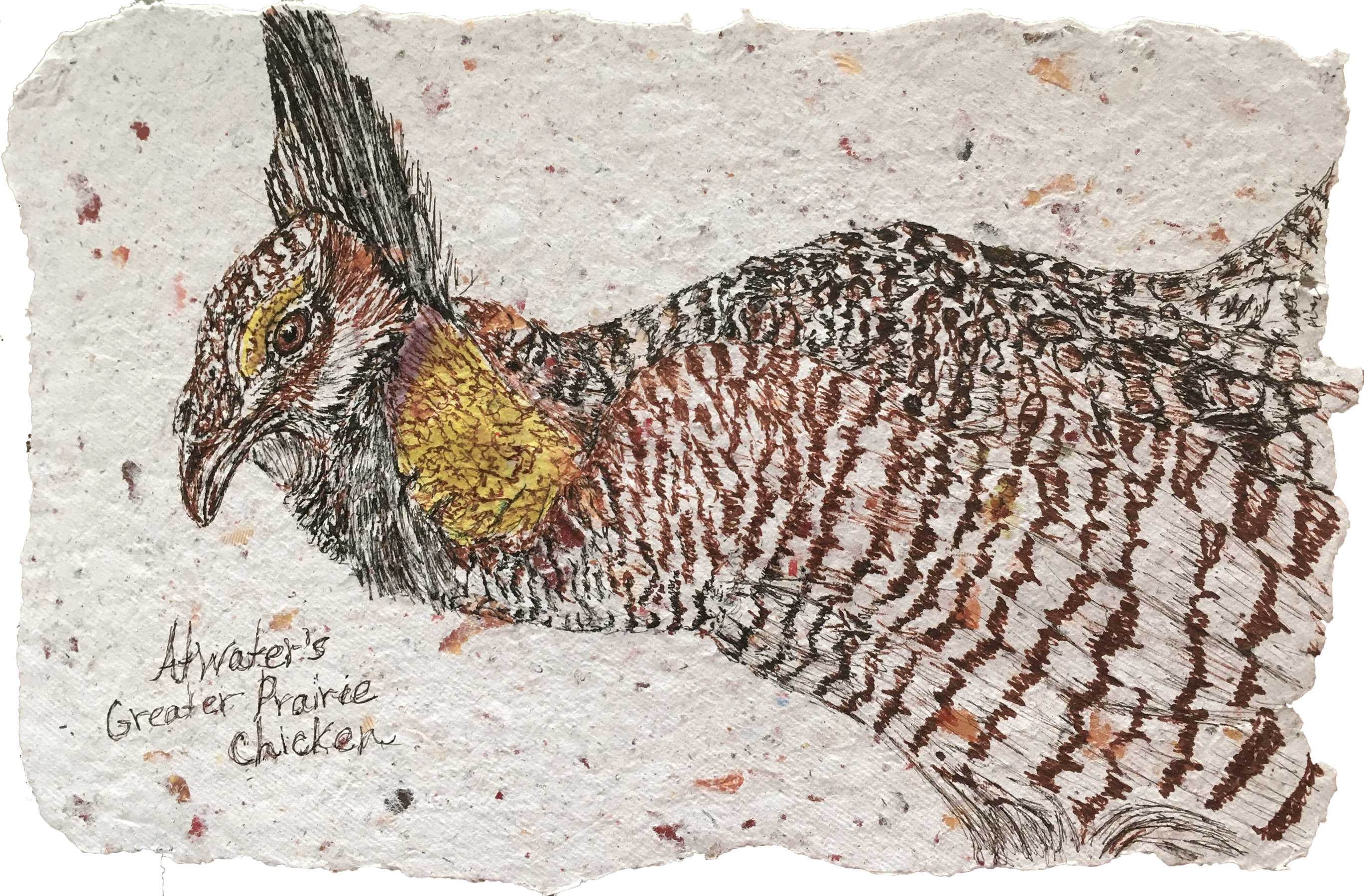 Attwaters Chicken