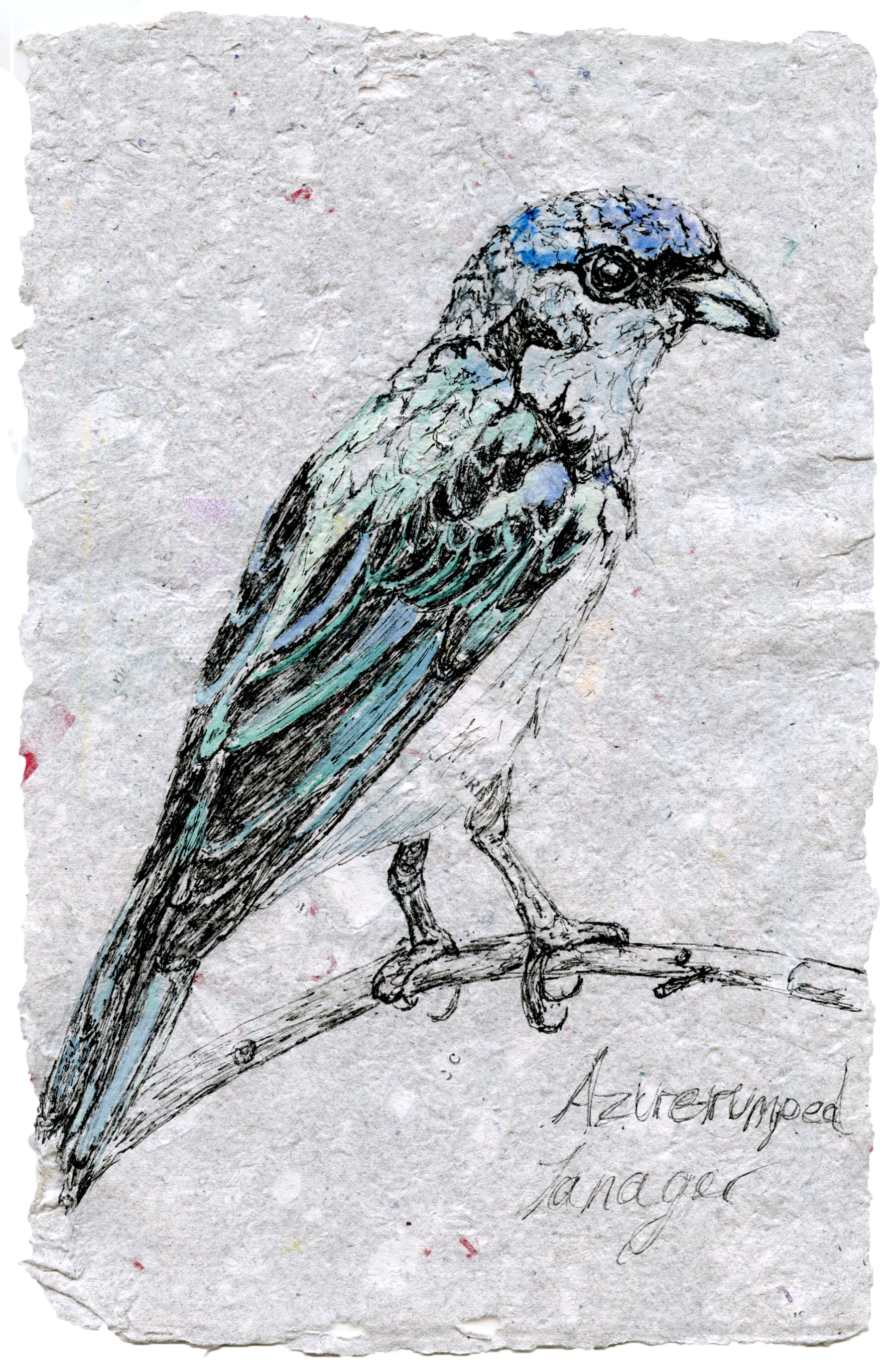 Azure-rumped Tanager