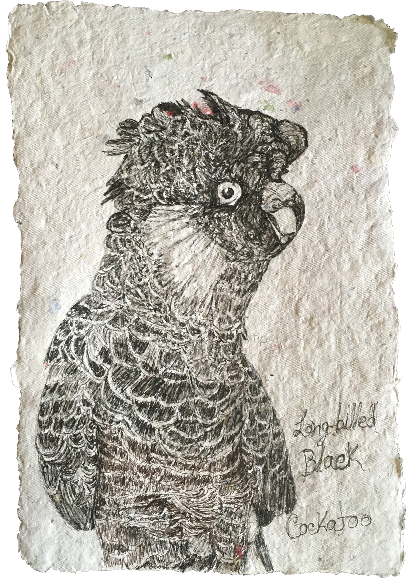 Long-billed Black Cockatoo