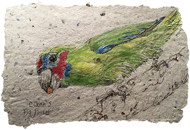 Fig Parrot