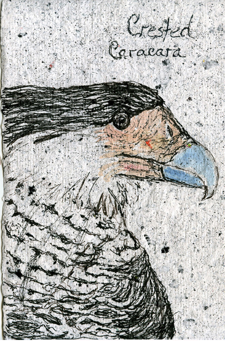 Crested Caracara