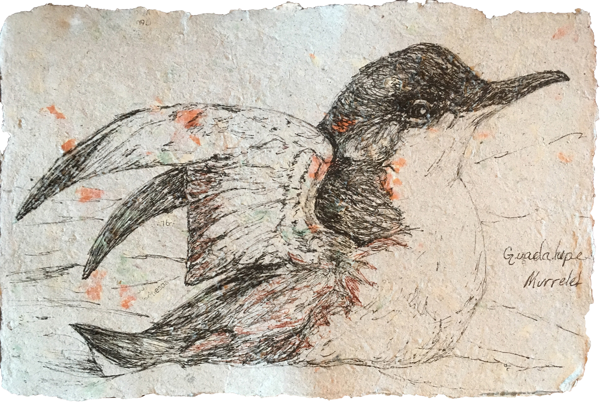 Guadalupe Murrelet