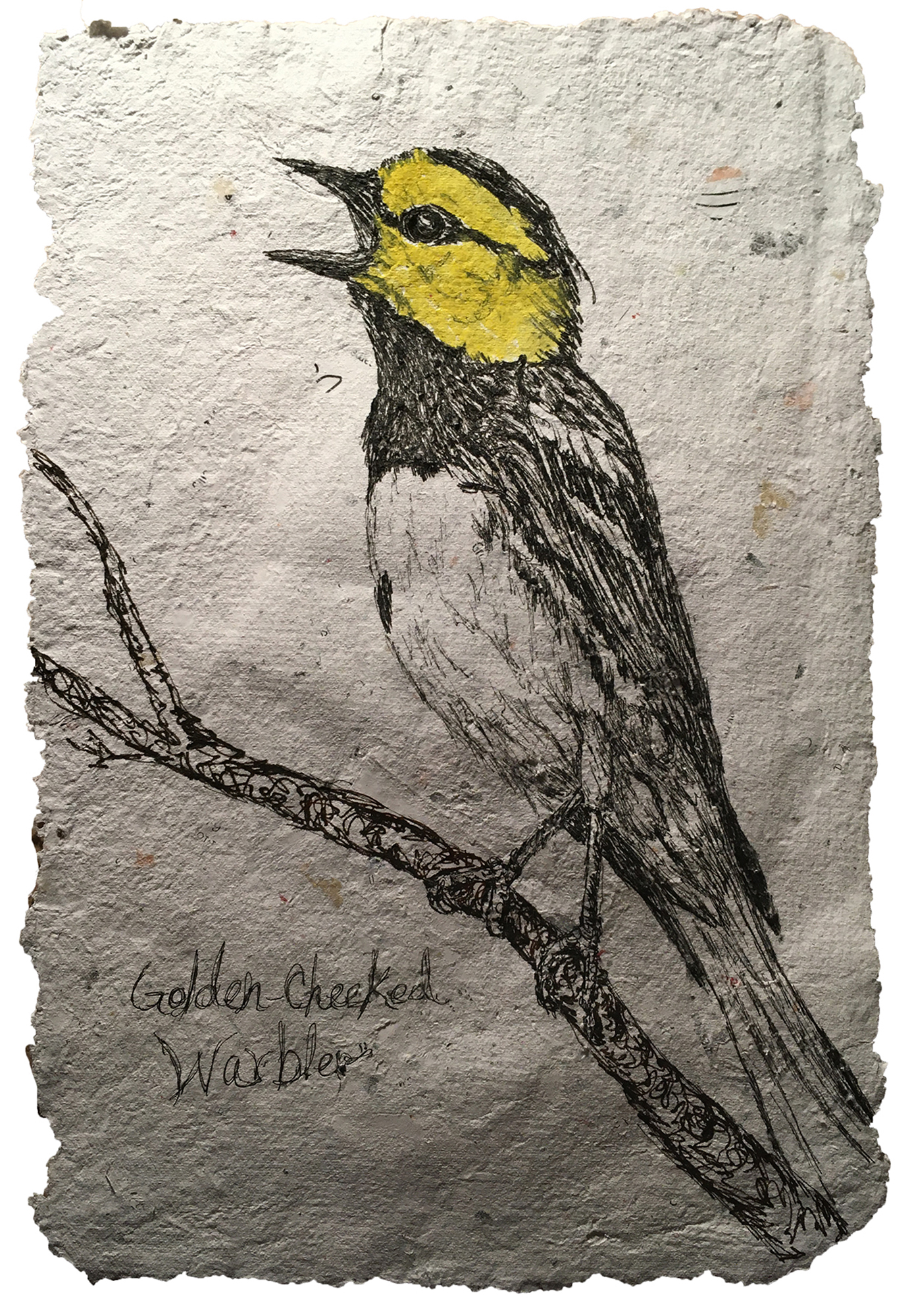 Golden Cheeked Warbler