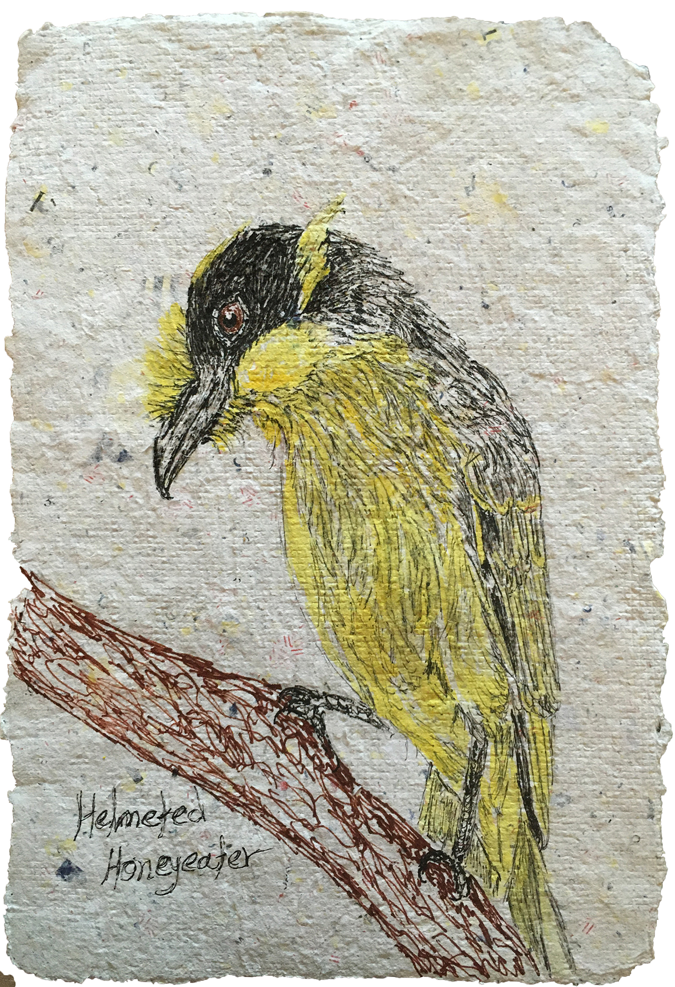 Helmeted Honeyeater