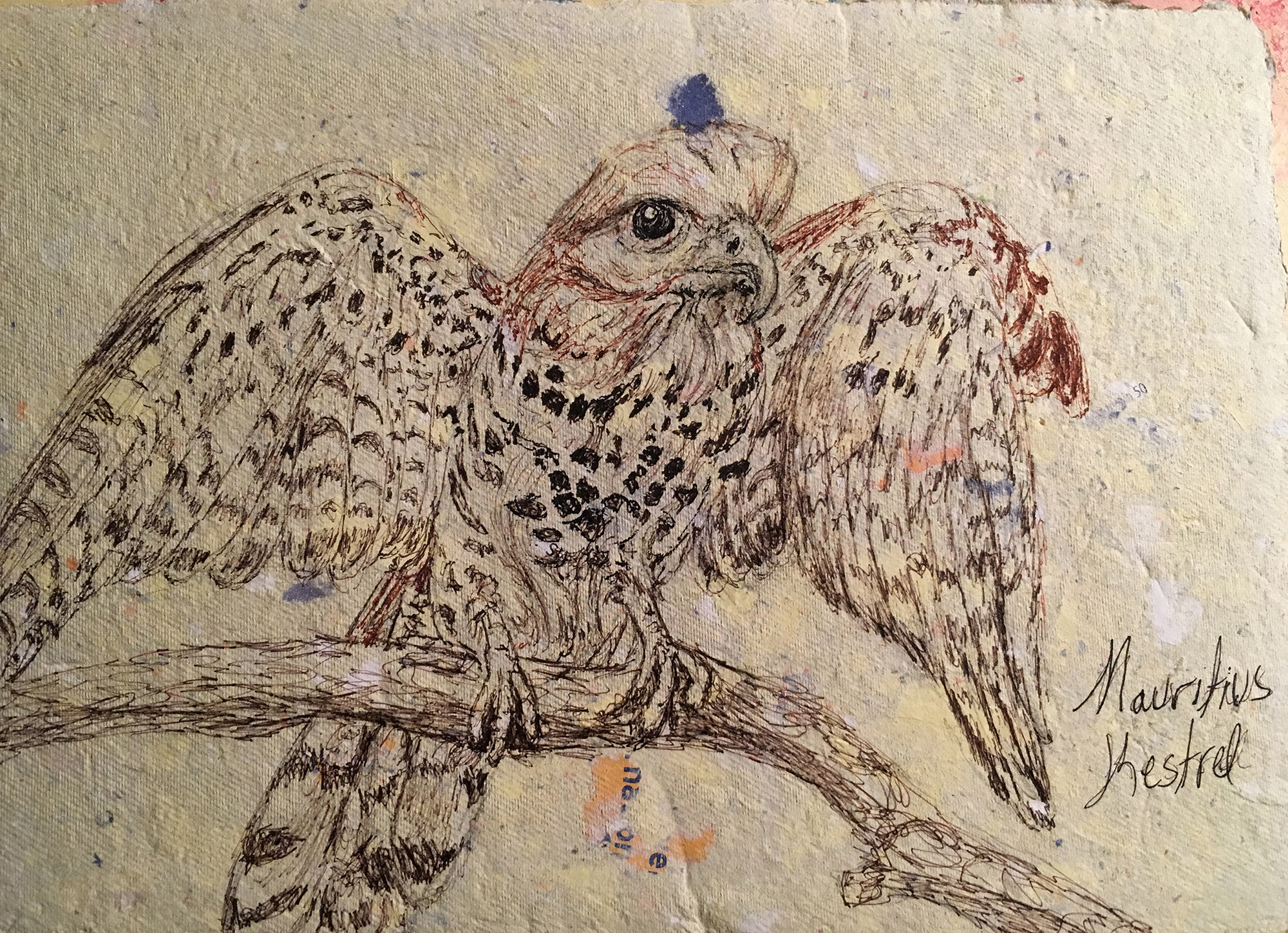 Mauritius Kestrel