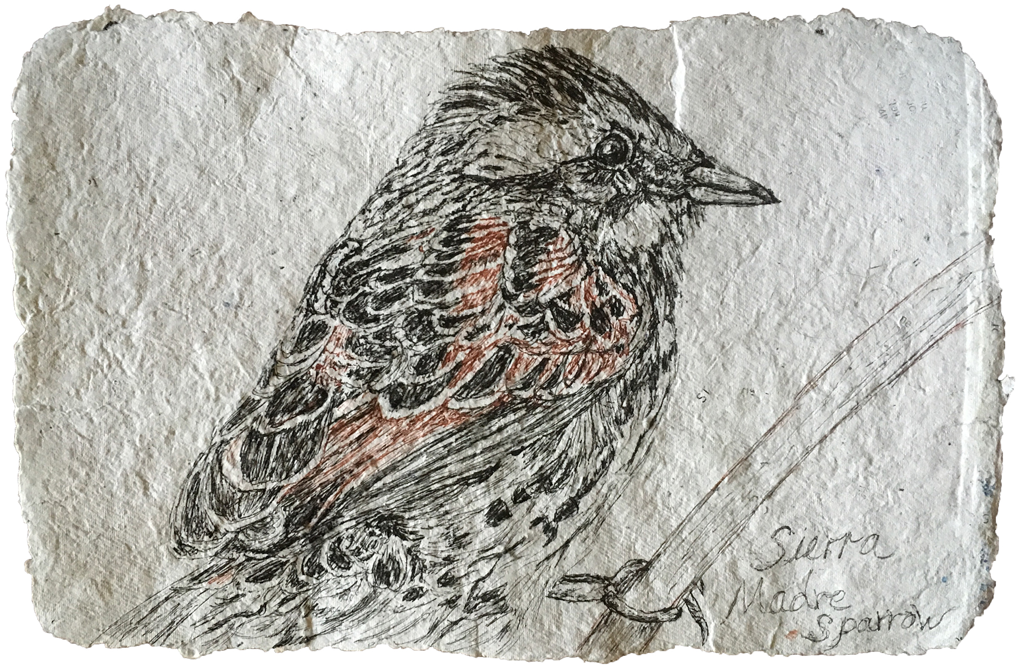 Sierra Madre Sparrow