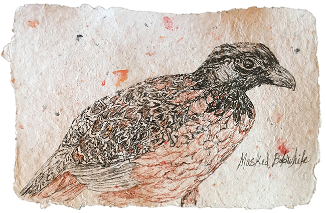 Masked Bobwhite