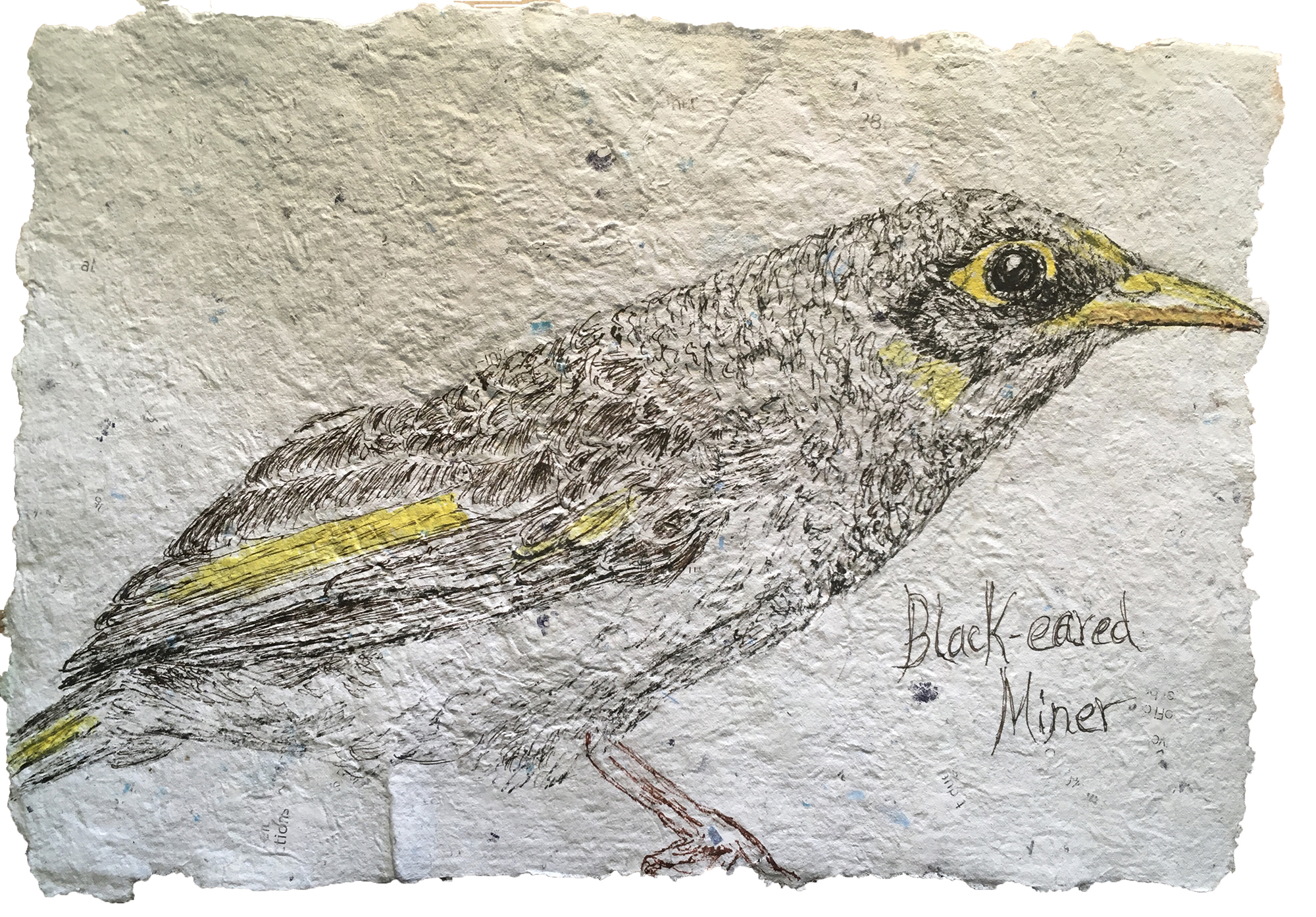Black-eared Minder