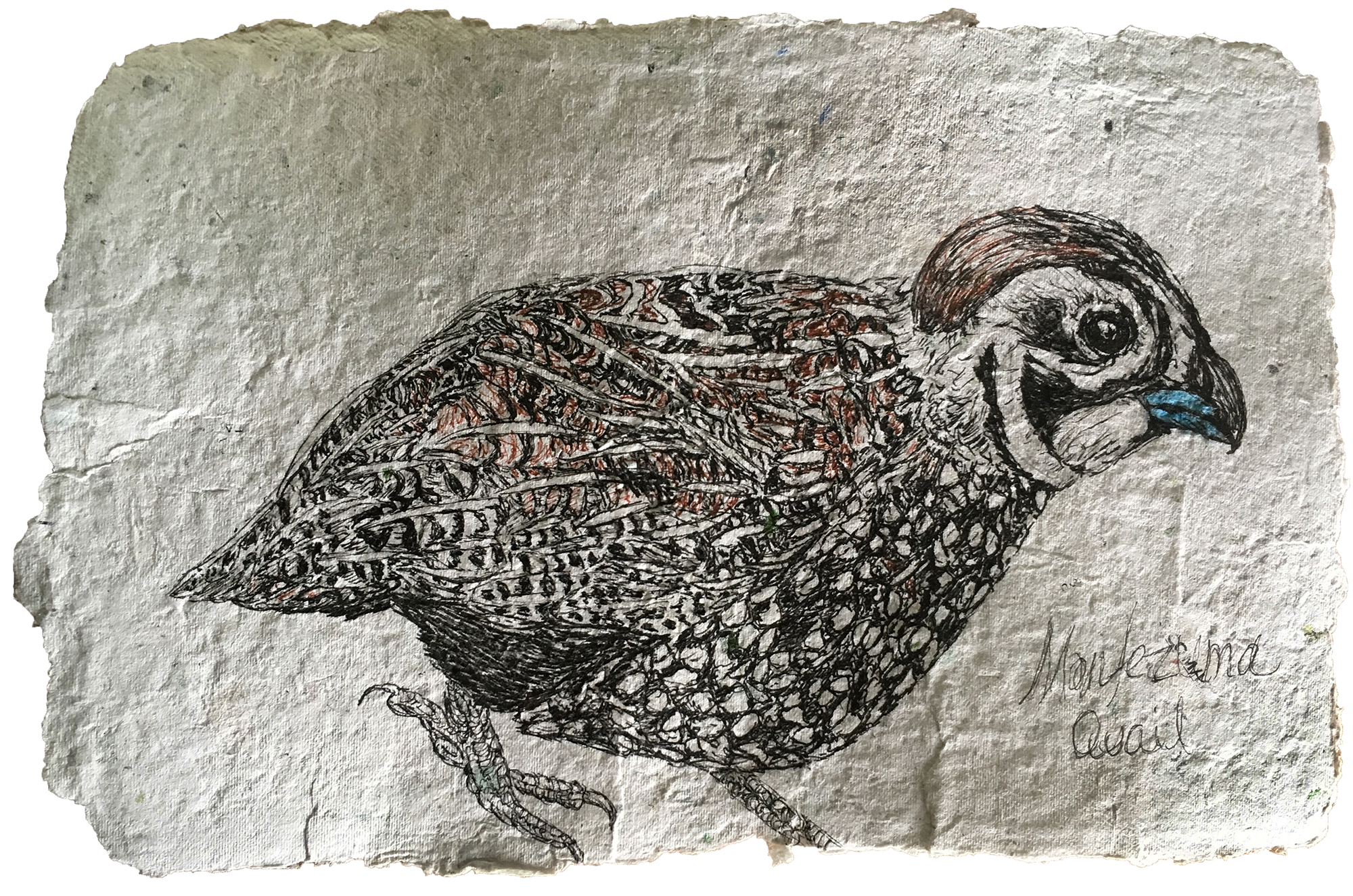 Merriam Montezuma Quail