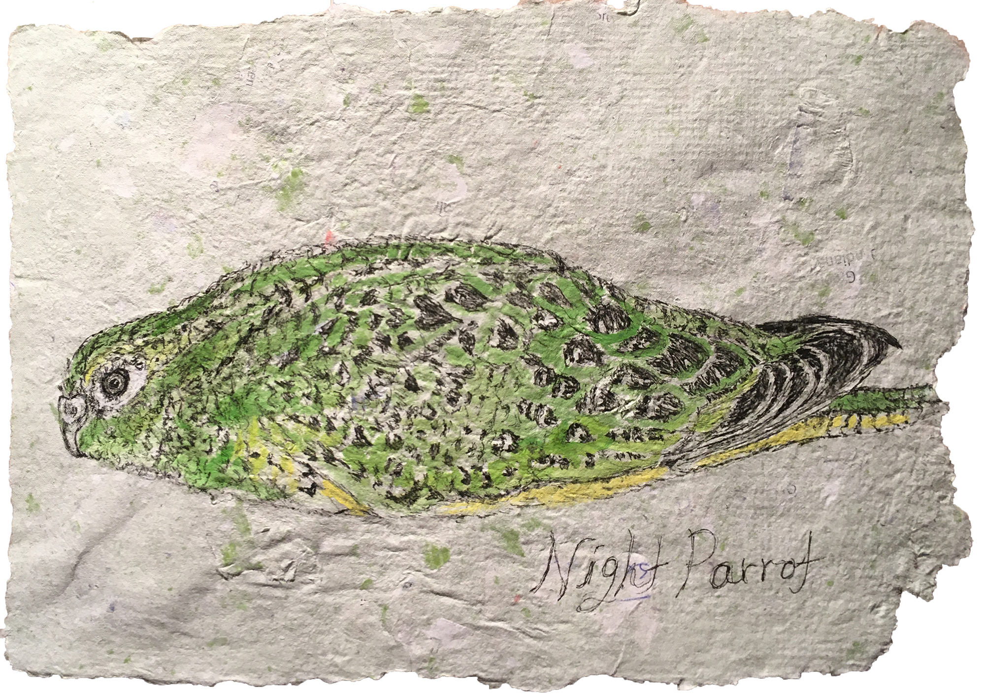 Sierra Madre Sparrow