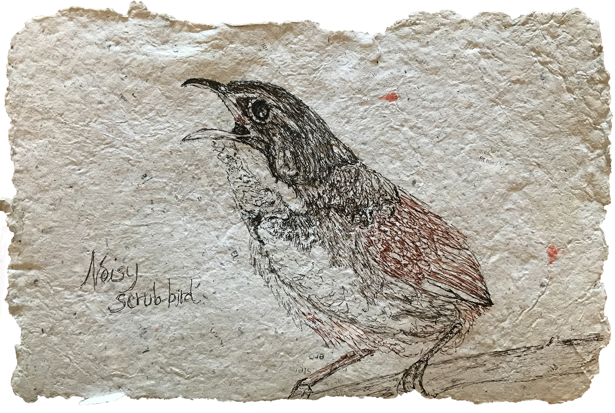 Noisy Scrub-bird