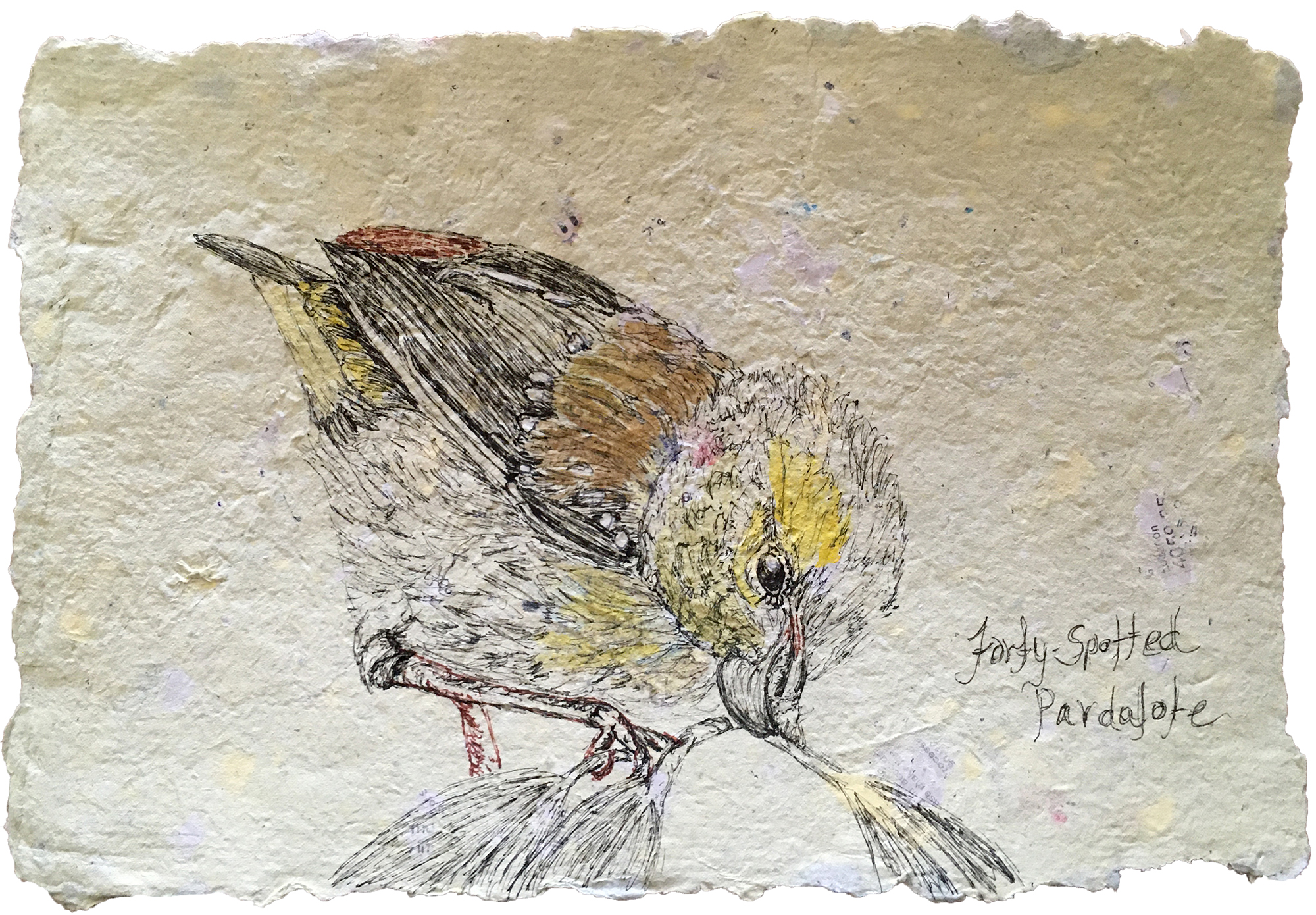 Forty-spotted Pardalote