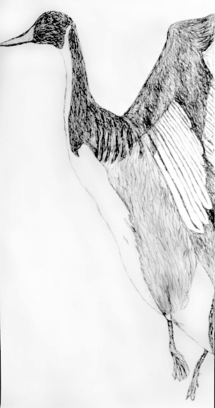 Pintail