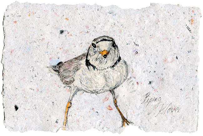 Piping Plover