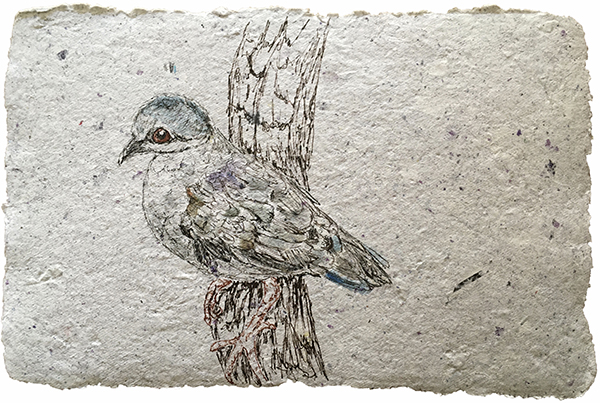 Tuxtla Quail-dove