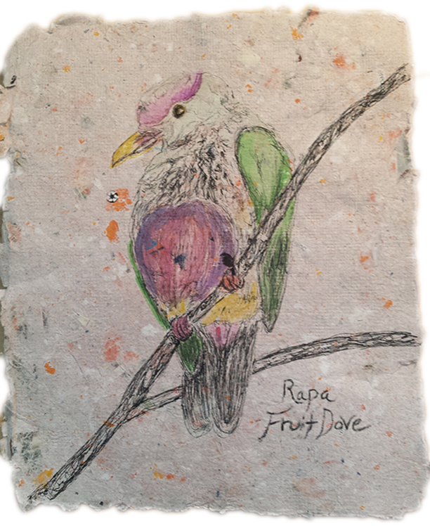 Rapa Fruit Dove