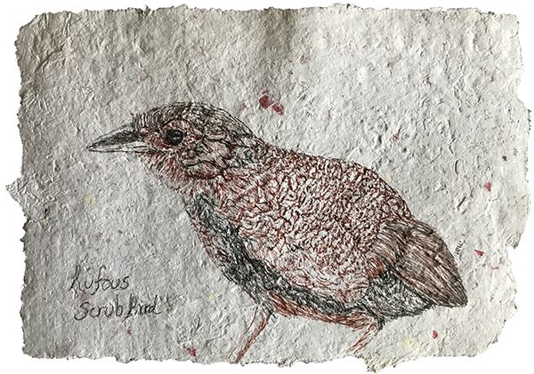Rufous Scrub-bird