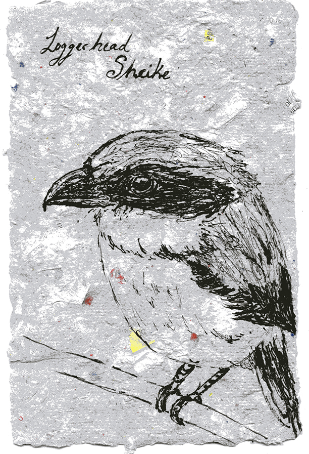 Loggerhead Shrike