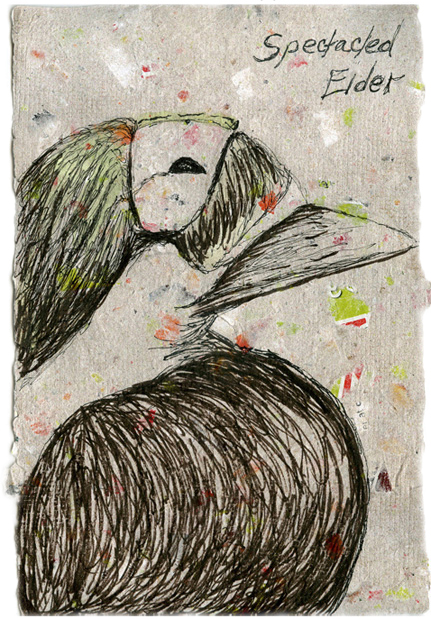 Spectacled Eider