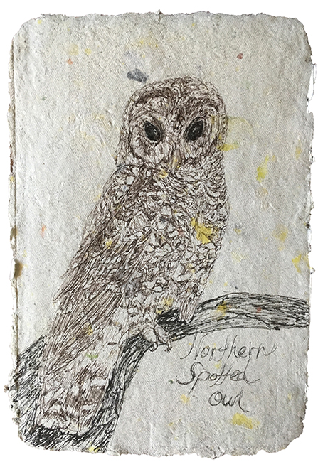Spotted Owl