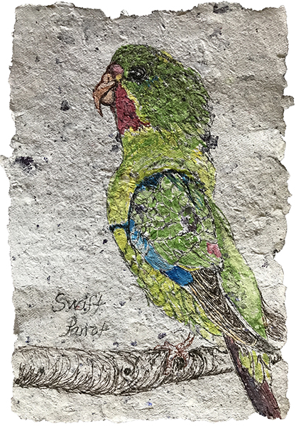 Swift Parrot