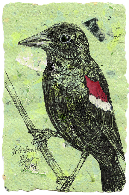 Tricolored Black Bird