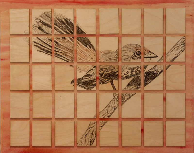 Extinct: Guam Rufous Fantail, 1984