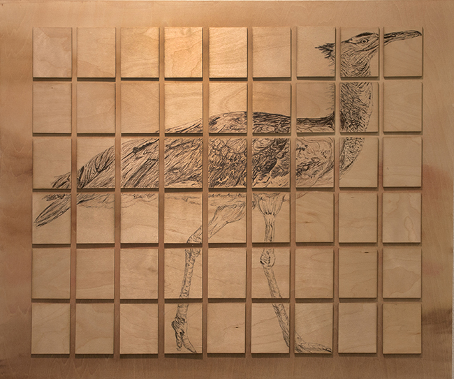 Moroccan Bustard