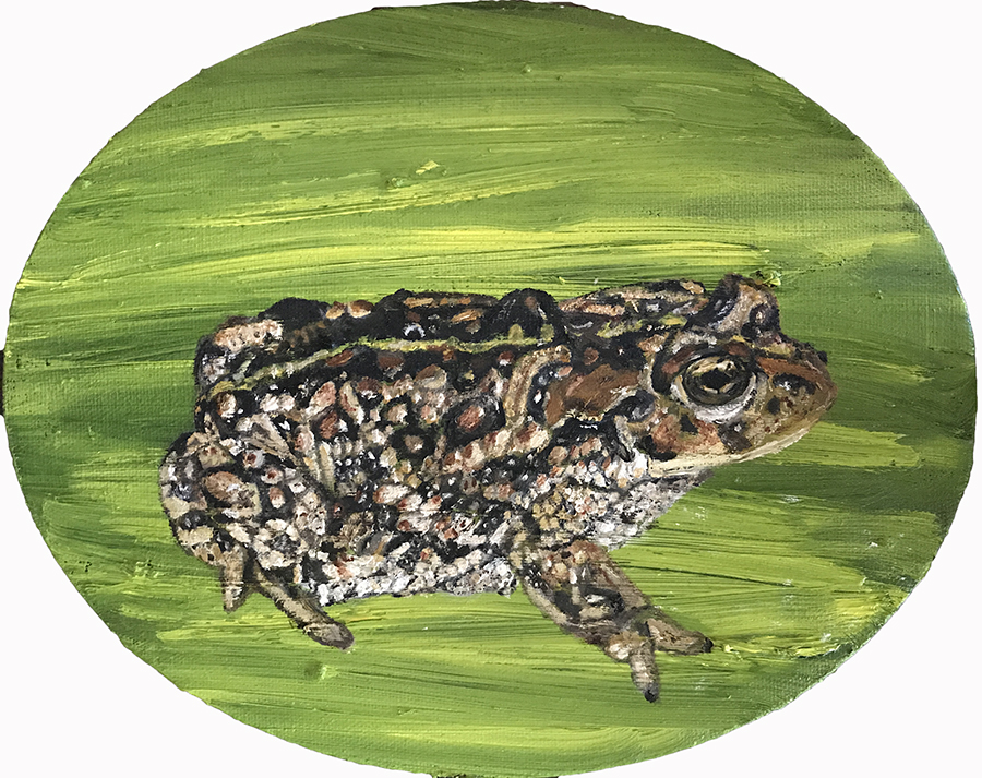 Amargosa toad