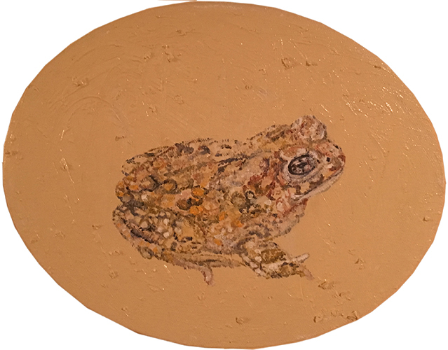 Arroyo Toad