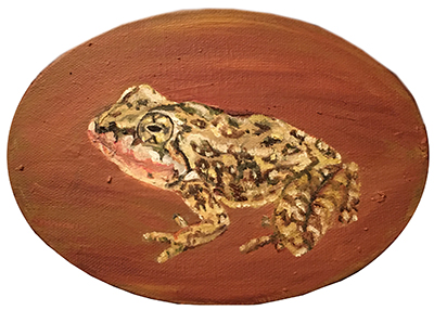 Mountain Yellow-leg frog