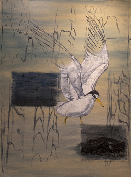 Lest Tern
