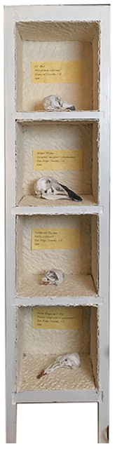 Speciemen Drawer Skulls