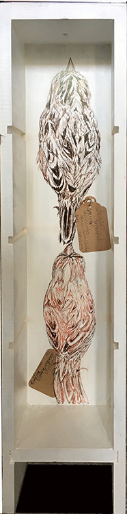 Specimen Drawer: Belding’s Savannah Sparrow