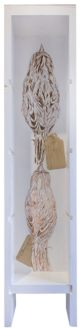 Specimen Drawer: Belding’s Savannah Sparrow