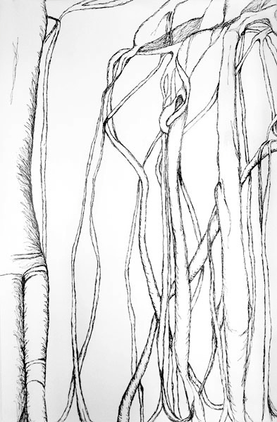 Fig Roots