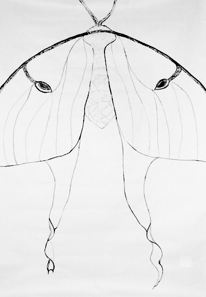 Luna Moth