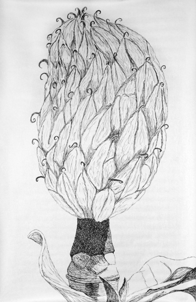 Magnolia Seed