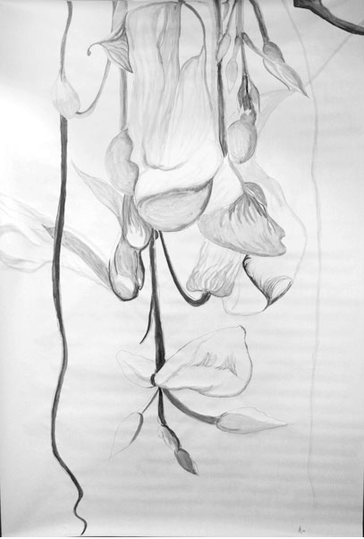 Orchid Vine