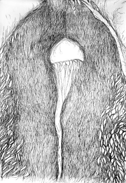 Dutchman's Pipe