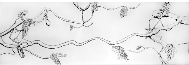 Vines